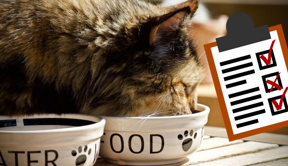 Was Dürfen Katzen Nicht Essen 10 Giftige Lebensmittel