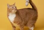 orange tabby cat on yellow surface