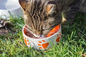 Spezielles Futter für Diabetiker Katzen